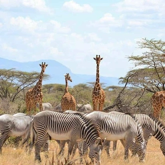 tourhub | Gracepatt Ecotours Kenya | 4 Days Aberdares National park & Samburu National Reserve Wildlife Safari  