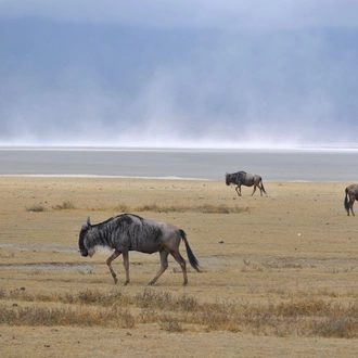 tourhub | Exodus Safaris | 4-Day Tanzania Luxury Safaris (Manyara, Serengeti & Ngorongoro ) 