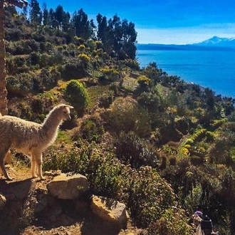 tourhub | Bamba Travel | Lake Titicaca Catamaran 2D/1N (Puno to La Paz) 