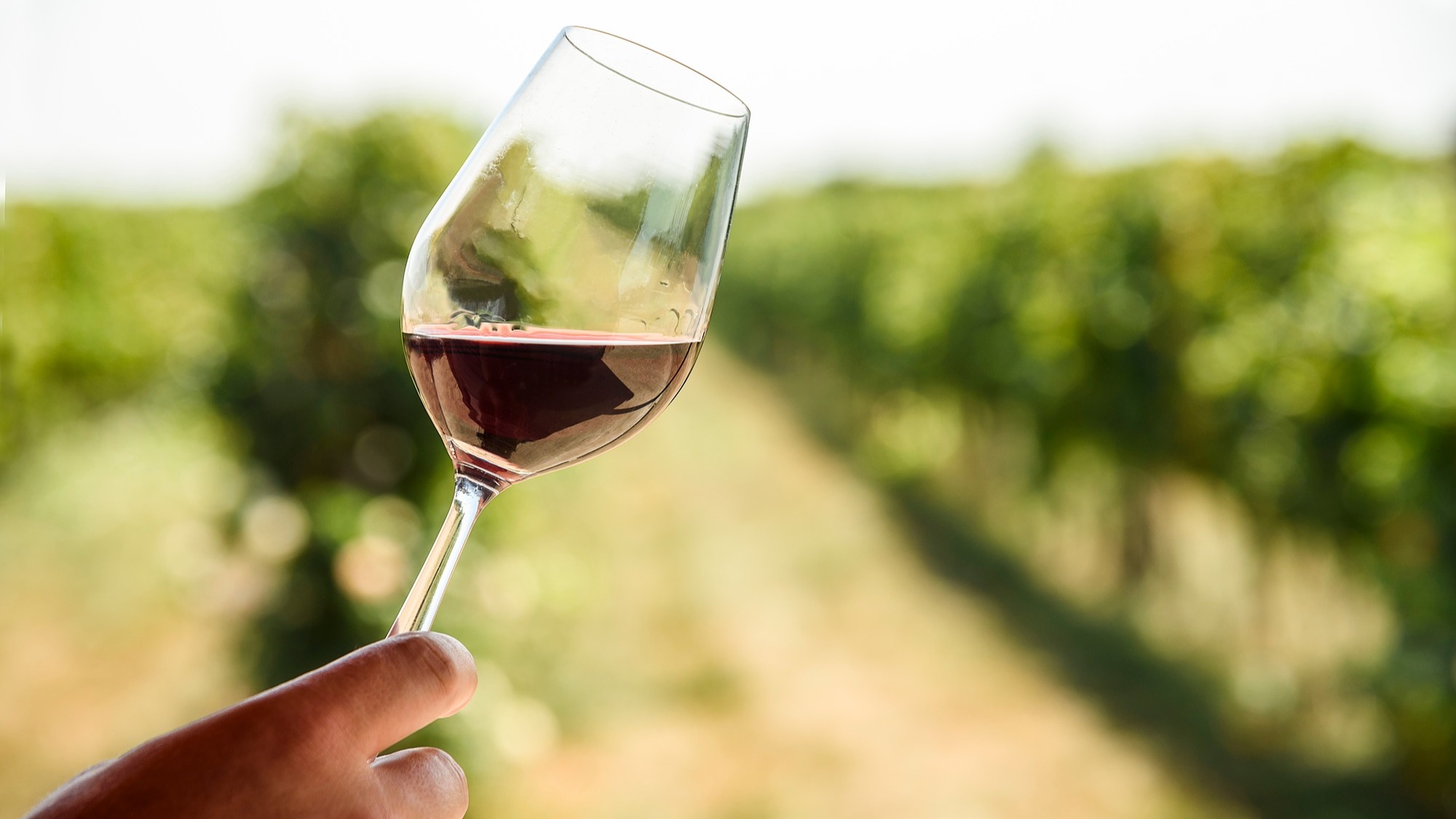 Représentation de la formation : Connaissance des vins - EVS Niveau 2 en vins Français