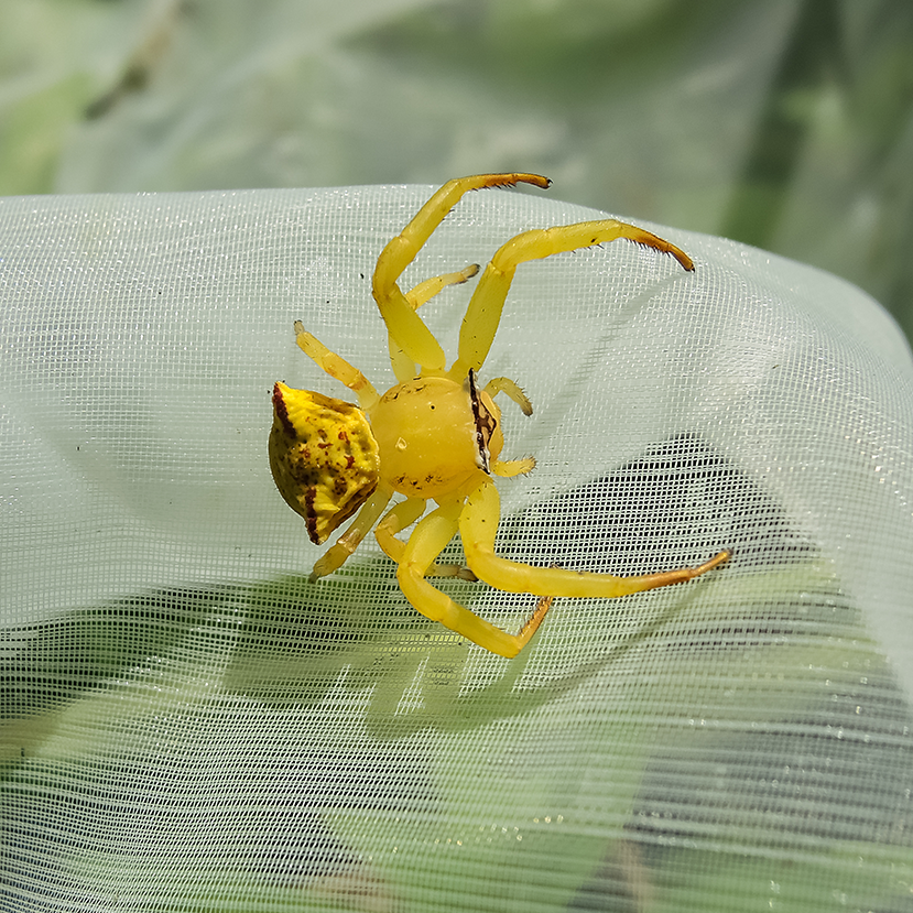 African Yellow Crab Spider - Spiders in South Africa
