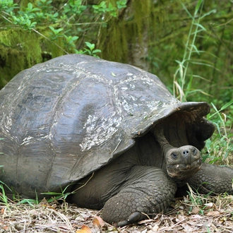 tourhub | G Adventures | Ecuador: Volcanoes, the Amazon & the Galápagos Islands 