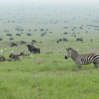 tourhub | Bamba Travel | Kenya & Tanzania 4WD Safari Adventure 12D/11N 