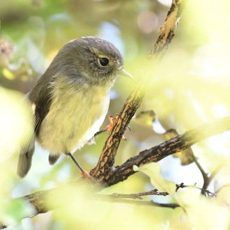 tourhub | Heritage Expeditions | Discover Marlborough Sounds 