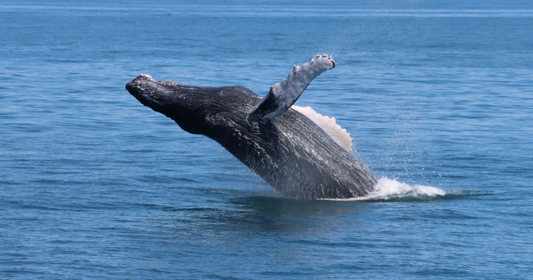 3hr - Whale, Dolphin, & Bird Watch