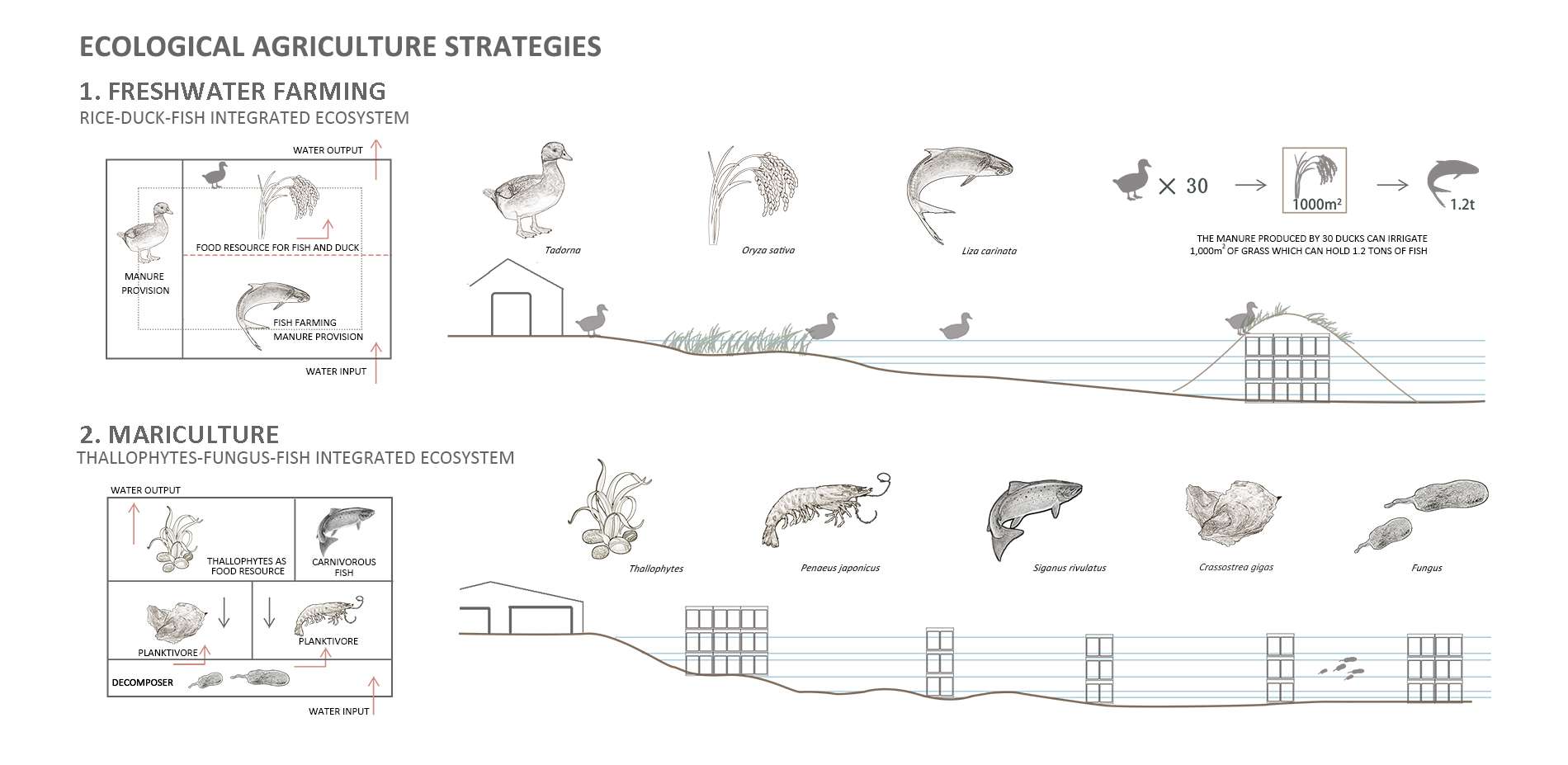 Ecological Agriculture Strategies