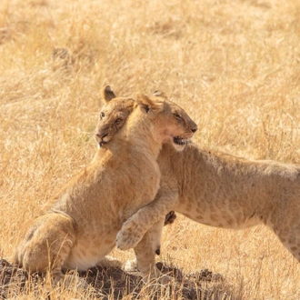 tourhub | Intrepid Travel | Kenya Family Safari 