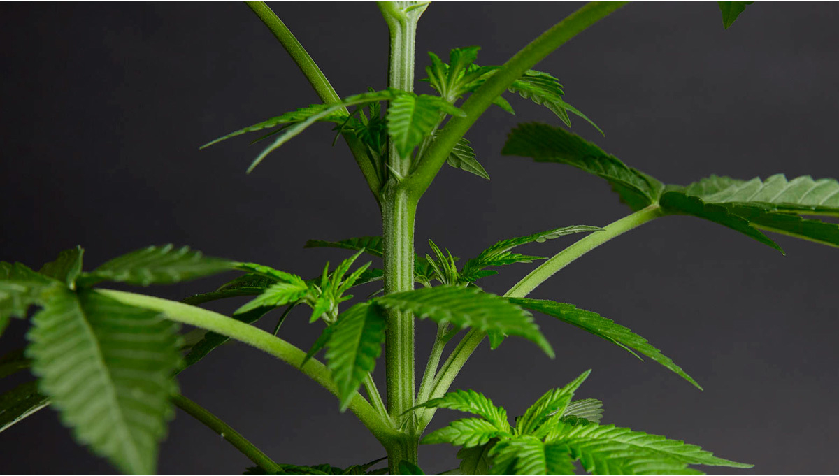 Why Do Cannabis Plants Stretch?