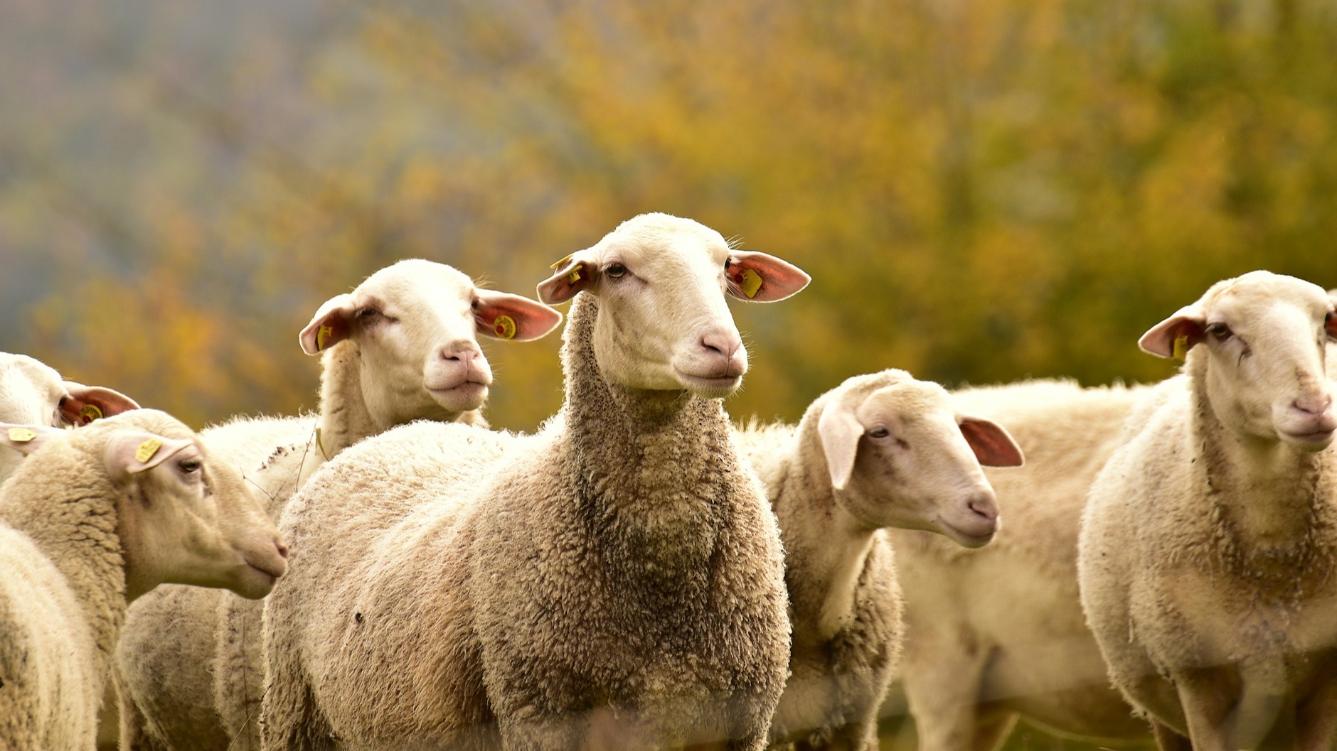 Représentation de la formation : OV - Bien-être des animaux d'élevage en travaillant sur les compléments alimentaires à base de plantes