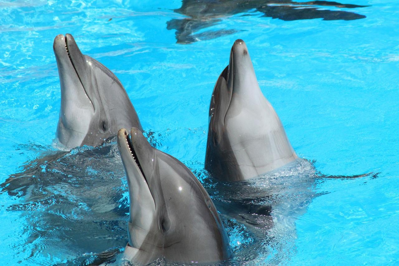 Nado con Delfines en Acapulco con Recogida - Alojamientos en Acapulco