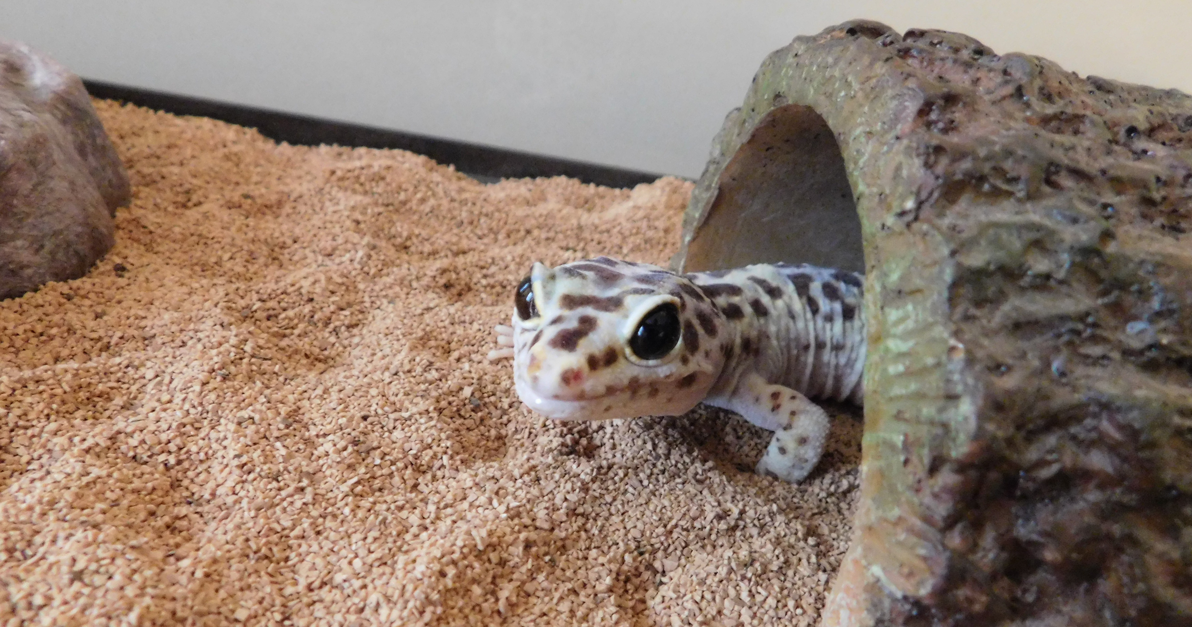 How to Care for a Pet Leopard Gecko | Small Online Class ...