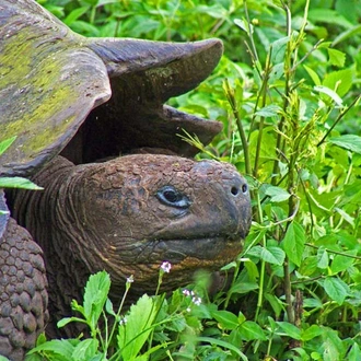 tourhub | Latin Trails | Galapagos Northern and Southern Islands Cruise 