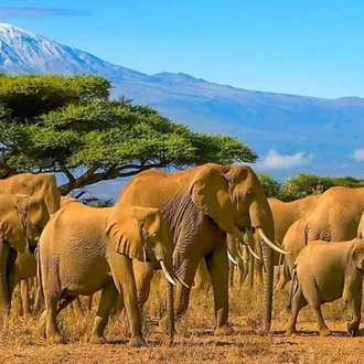 tourhub | Today Voyages | Best of Kenya Masai Mara & Amboseli Safari 