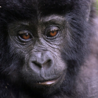 tourhub | Exodus Adventure Travels | Chimps & Gorillas of Uganda 