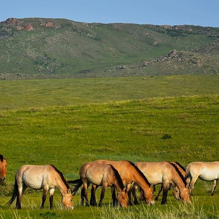 Mongolia Experience 4D/3N