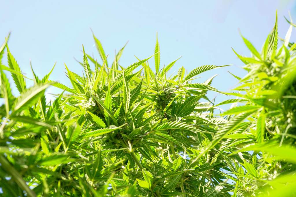 How Does Sunlight Differ From Artificial Light For Cannabis Plants?