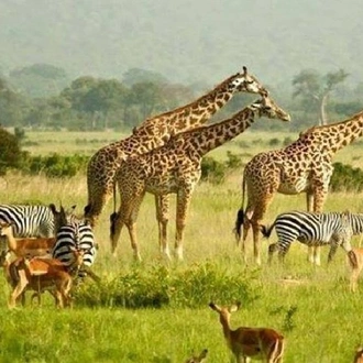 tourhub | Across Africa Tours Travel | 3 Days 2 Nights Murchison Falls Wildlife Safari 