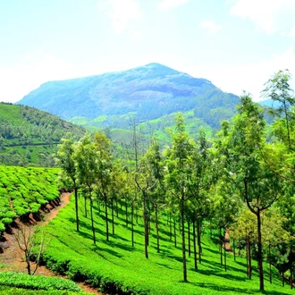 tourhub | 365 Leisure India Holidays Private Limited | Enchanting Kerala Backwaters & Hills Tour - Cochin, Munnar and Alleppey 