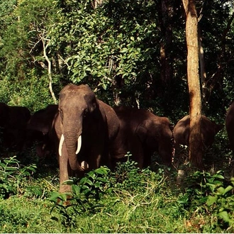 tourhub | Liberty Holidays | 3 Day Chitwan Jungle exploration Tour from Pokhara 