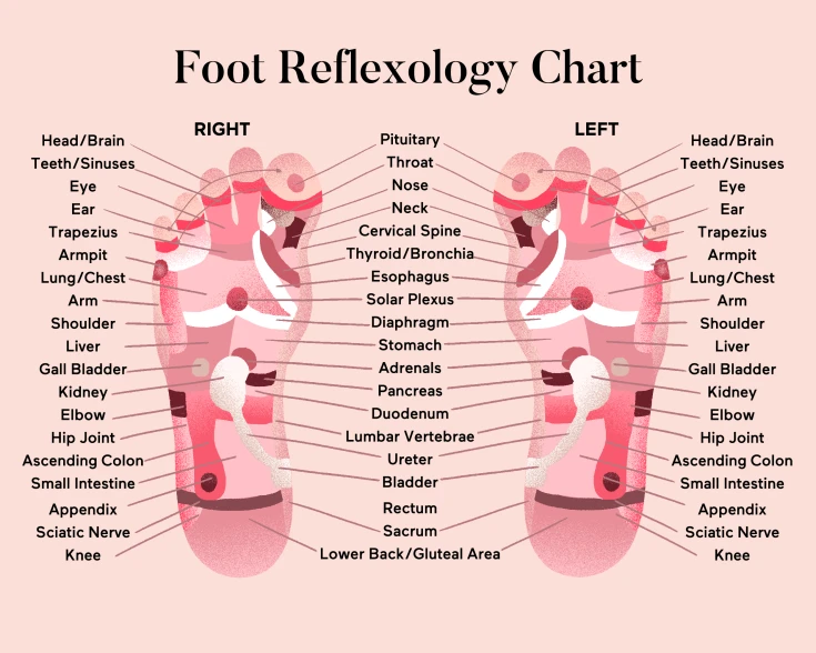 Foot Reflexology Chart