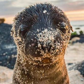 tourhub | G Adventures | Galápagos – West and Central Islands aboard the Reina Silvia Voyager 