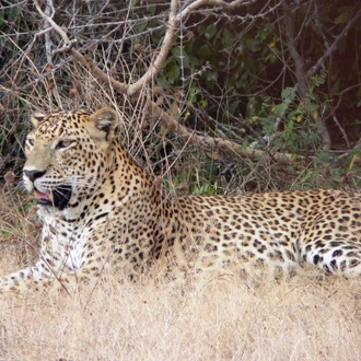 tourhub | Aitken Spence Travels | Leopards and Endemic Birds of Sri Lanka - Free Upgrade to Private Tour Available 