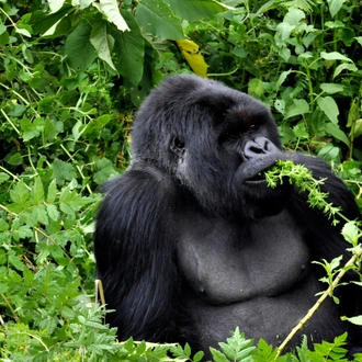 tourhub | G Adventures | Journeys: Wild Encounters in Rwanda 