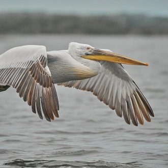 tourhub | Bunica Maria | Danube Delta Birding Tour, Romania 