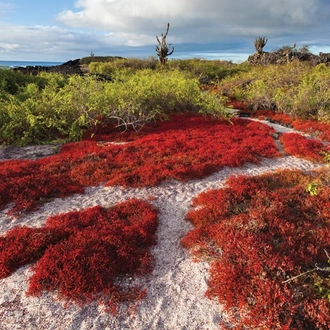 tourhub | Intrepid Travel | Galapagos at a Glance: Southern Islands (Grand Daphne) 