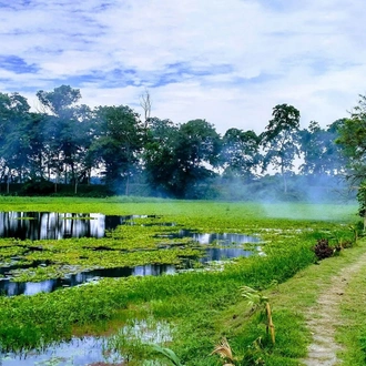 tourhub | Agora Voyages | Assam Tea Estate, Rain Forest & River Island Tour 