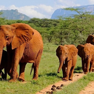 tourhub | Gracepatt Ecotours Kenya | 9 Days Kenya Classic Lodge Safari 