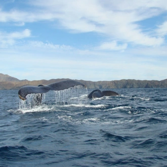 tourhub | Bamba Travel | Baja's Ocean Giants: From La Paz to Los Cabos Quest 7D/6N 