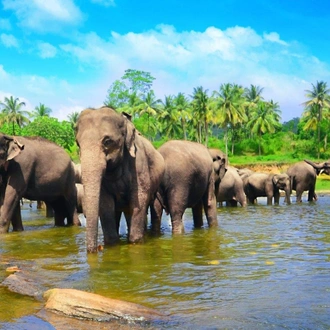 tourhub | Aitken Spence Travels | The Pick of Sri Lanka - Free Upgrade to Private Tour Available 