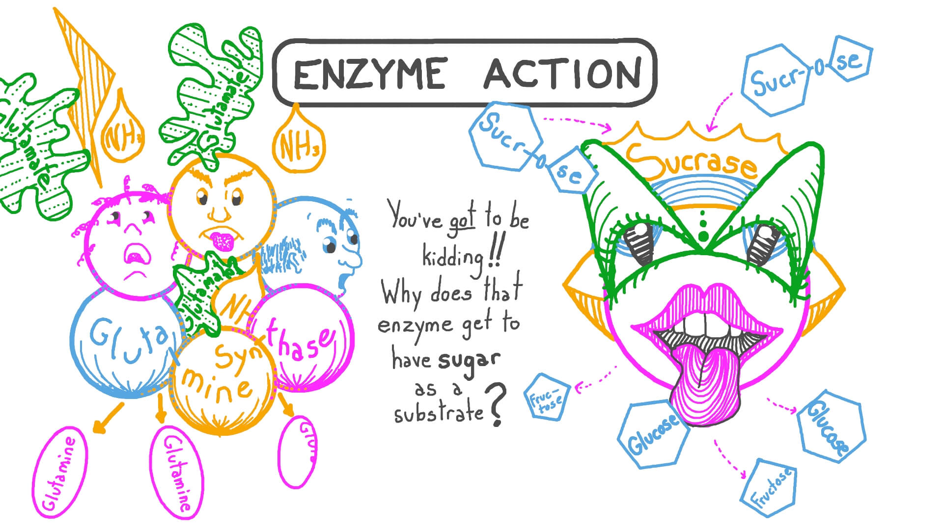 enzymology lab experiments