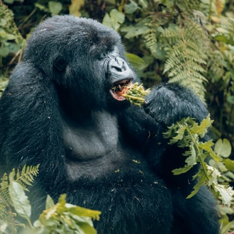 tourhub | Kawira Safaris Ltd | 2 Day Rwanda Gorilla Trekking Tour 