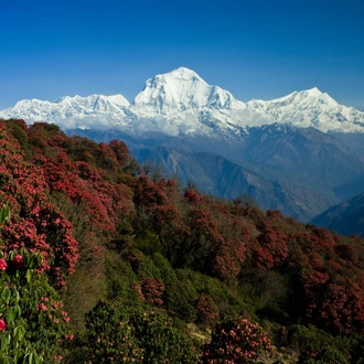 tourhub | Exodus Adventure Travels | Annapurna Sanctuary Trek 