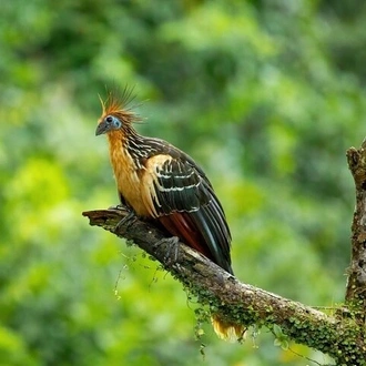 tourhub | Rebecca Adventure Travel | 4-Day Cuyabeno Amazon Adventure: Bird Watching, Wildlife, Hiking, Kayaking 