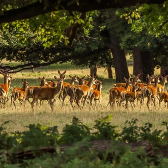 tourhub | The Voyages India | From Cochin: 2-Day  Thekkady and Periyar Wildlife sanctuary with Jeep Safari 