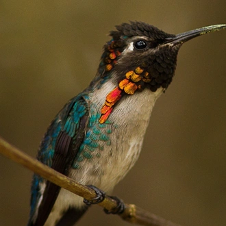 tourhub | Cuban Adventures | Birdwatching Western Cuba 