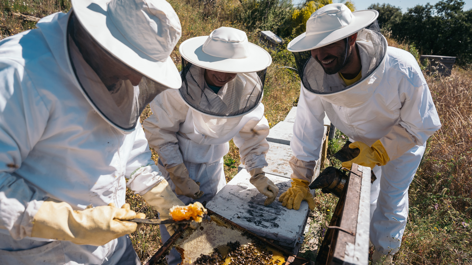 Représentation de la formation : APICULTURE / Stage court - Initiation à l'apiculture