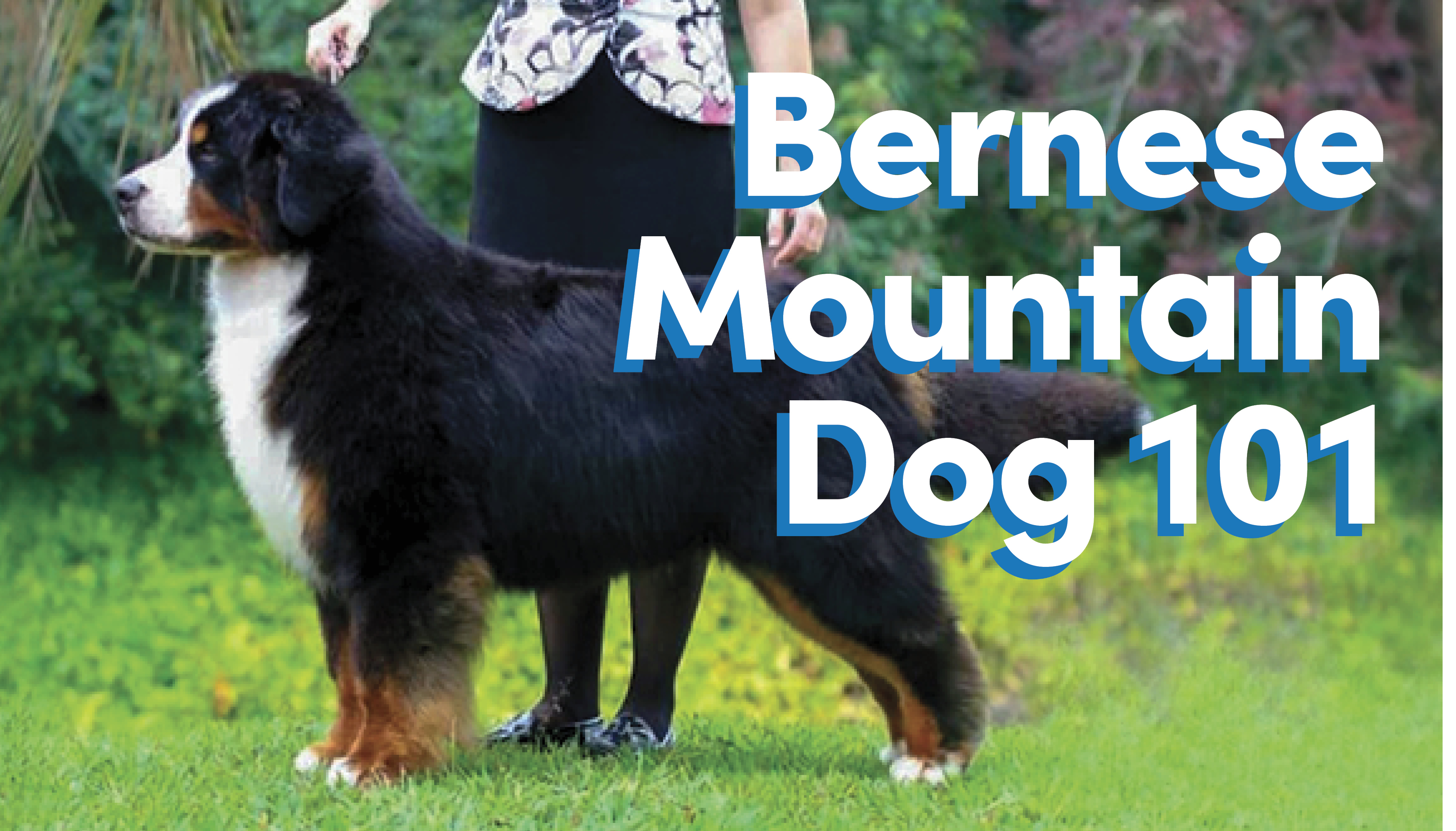 Westminster dog sales show bernese mountain