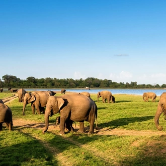 tourhub | Stelaran Holidays | Elephant in Sri Lanka 