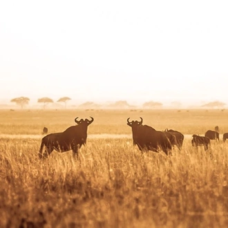 tourhub | Alaitol Safari | Camping Safari To Manyara, Serengeti and  Ngorongoro. 