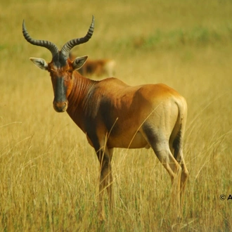 tourhub | Armaye Ethiopia Tours | Ethiopian Unique Wildlife  Safari 