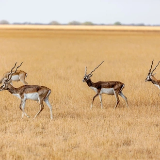 tourhub | Agora Voyages | Blackbuck Safari Expedition from Rajkot 