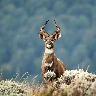 tourhub | YellowWood Adventures | Trekking and wolf-spotting in the Bale Mountains of Ethiopia 