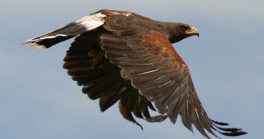 Full Flight Demonstrations featuring Falcons, Hawks and Owls