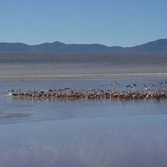 tourhub | Signature DMC | 6-Days Discovering 2 of the World's Largest Salt Flats, Atacama & Uyuni  