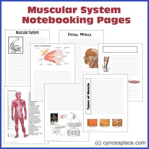 muscular system presentation ideas