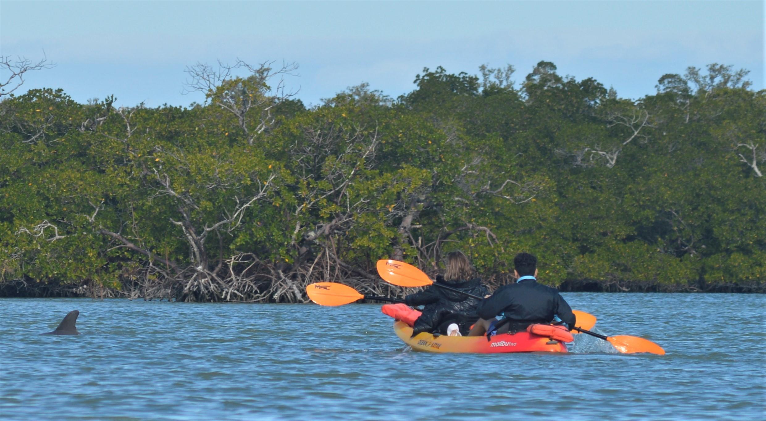 Guided Kayak Tour Through the Mangroves